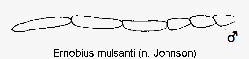 ernobius_mulsanti_f.gif