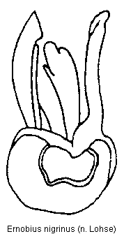 ernobius_nigrinus.gif