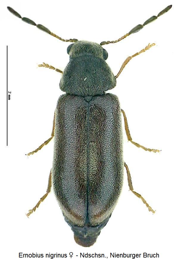 ernobius_nigrinus_hab.jpg
