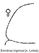 ernobius_nigrinus_hsch.gif