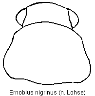 ernobius_nigrinus_vk.gif