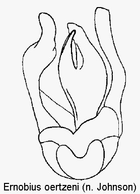 ernobius_oertzeni.gif
