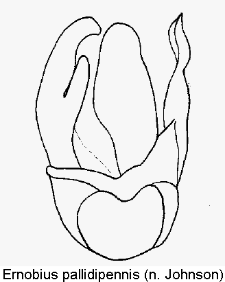 ernobius_pallidipennis.gif