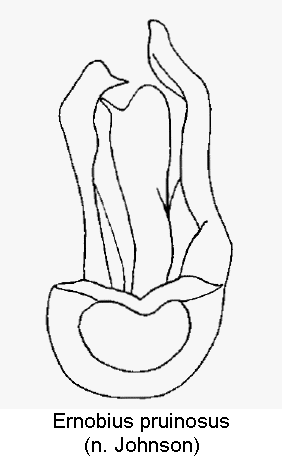 ernobius_pruinosus.gif