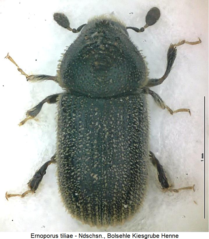 ernoporus_tiliae_hab.jpg