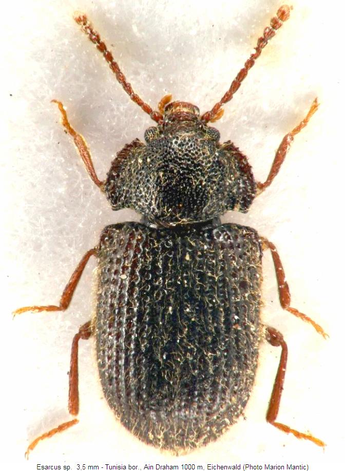 esarcus_sp.jpg