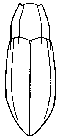 esolus_angustatus_hab.gif