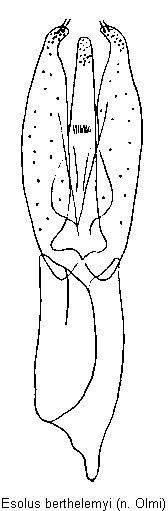 esolus_berthelemyi.gif
