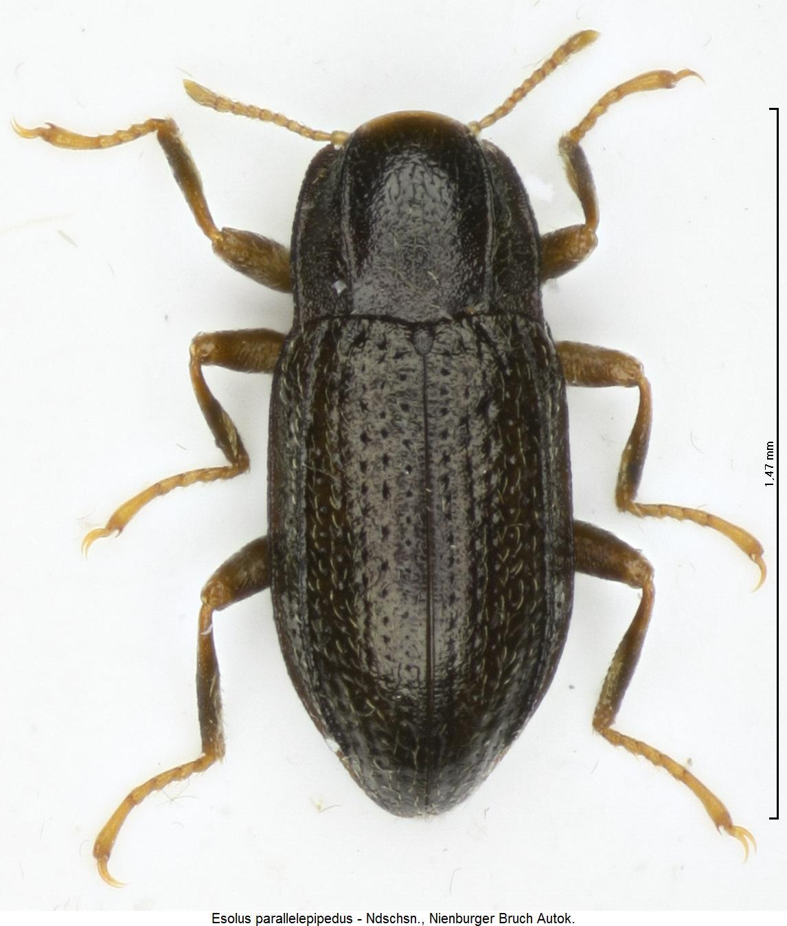 esolus_parallelepipedus_hab.jpg