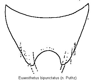 euaesthetus_bipunctatus_st.gif