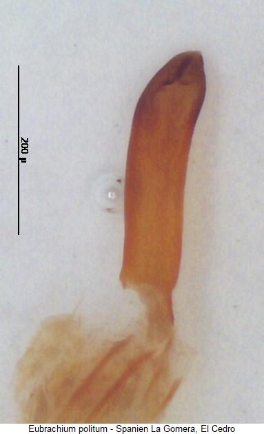 eubrachium_politum.jpg