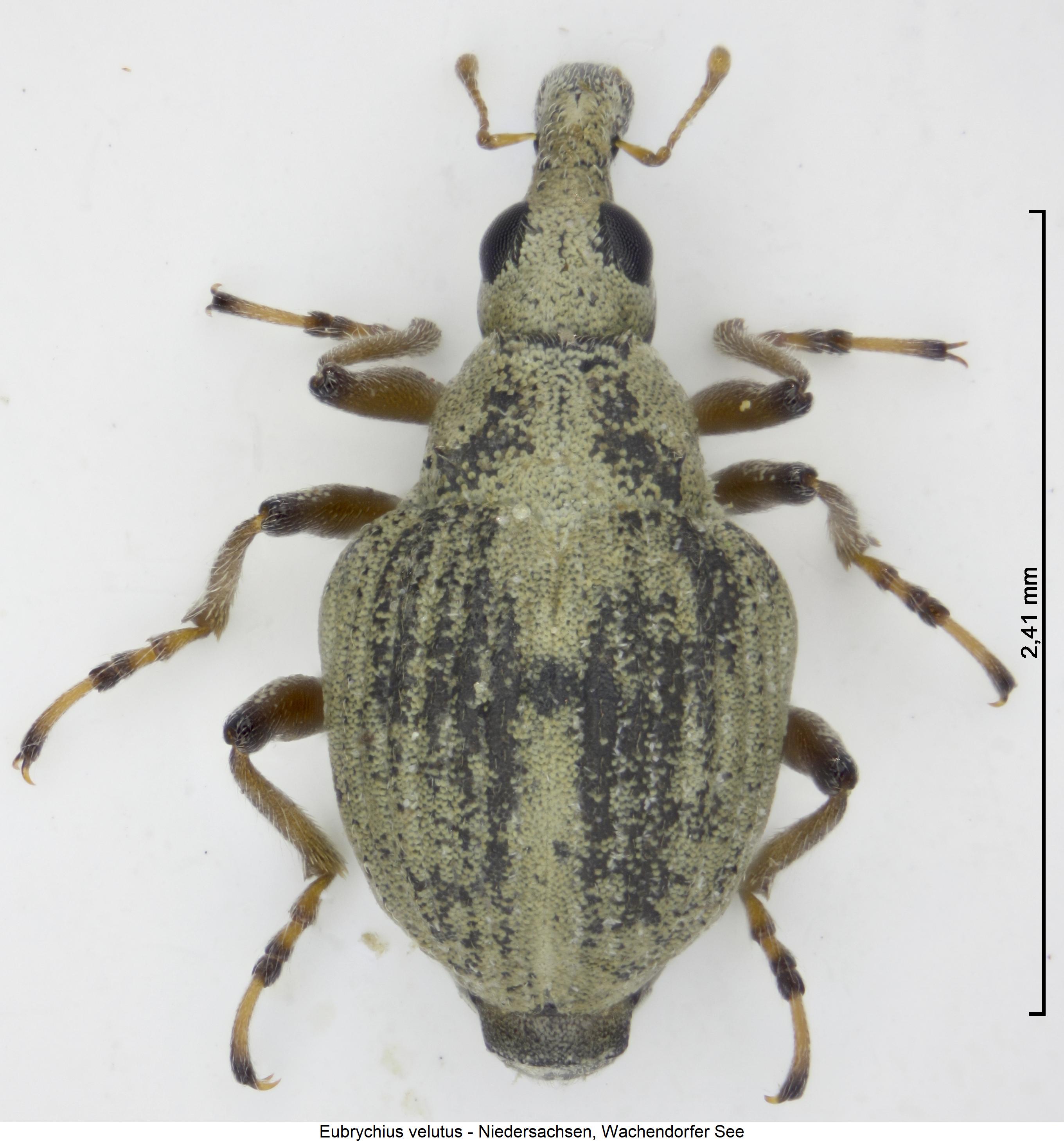 eubrychius_velutus_hab.jpg