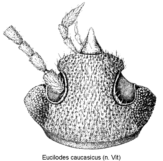 eucilodes_caucasicus_k.gif