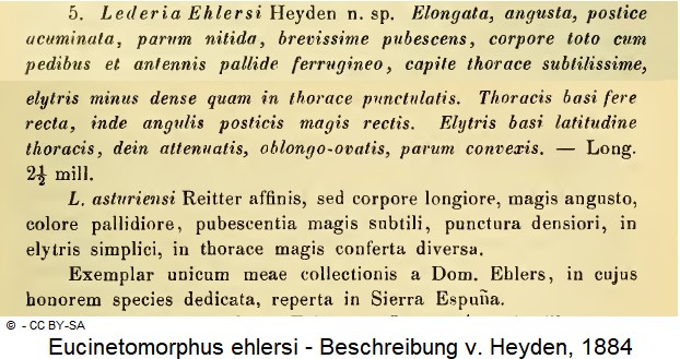 eucinetomorphus_ehlersi_beschreibung.jpg