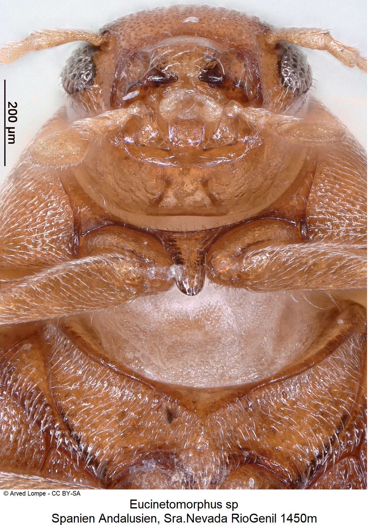eucinetomorphus_sp-nevada_vbr.jpg