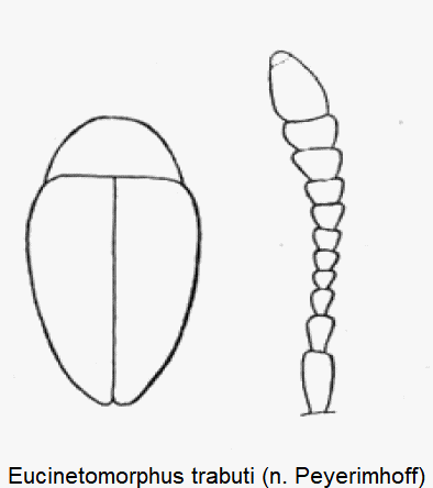 eucinetomorphus_trabuti_hab.gif