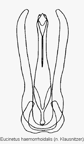 eucinetus_haemorrhoidalis.gif