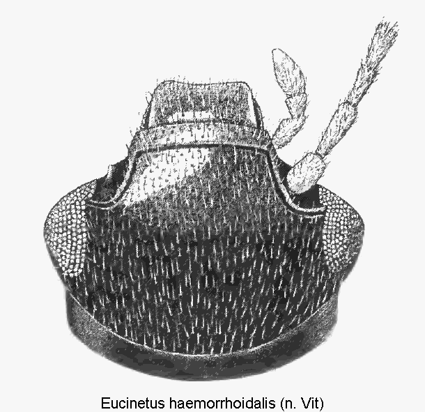 eucinetus_haemorrhoidalis_k.gif