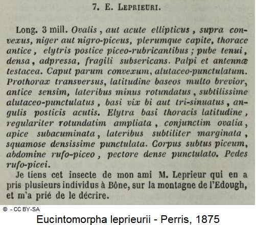 eucintomorpha_leprieurii_beschreibung.jpg