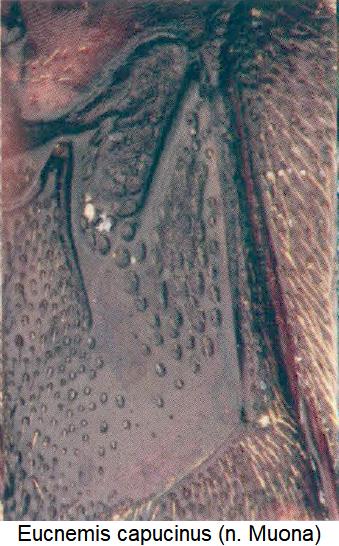eucnemis_capucinus_hbr.jpg