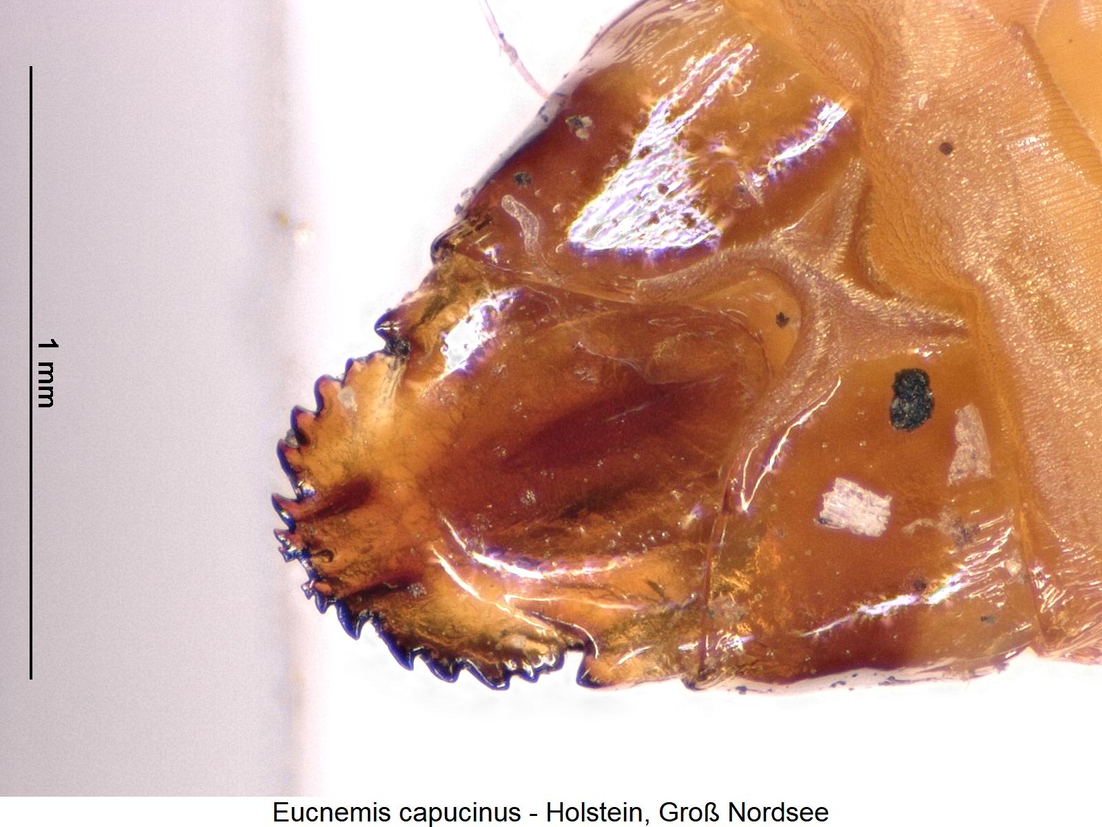 eucnemis_capucinus_larv_k.jpg