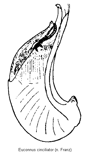 euconnus_cinciliator.gif