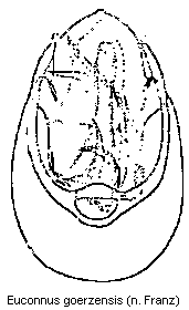 euconnus_goerzensis.gif