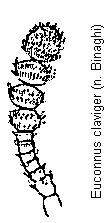 euconnus_maeklini_f.gif