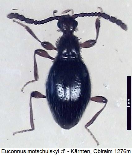 euconnus_motschulskyi_hab.jpg