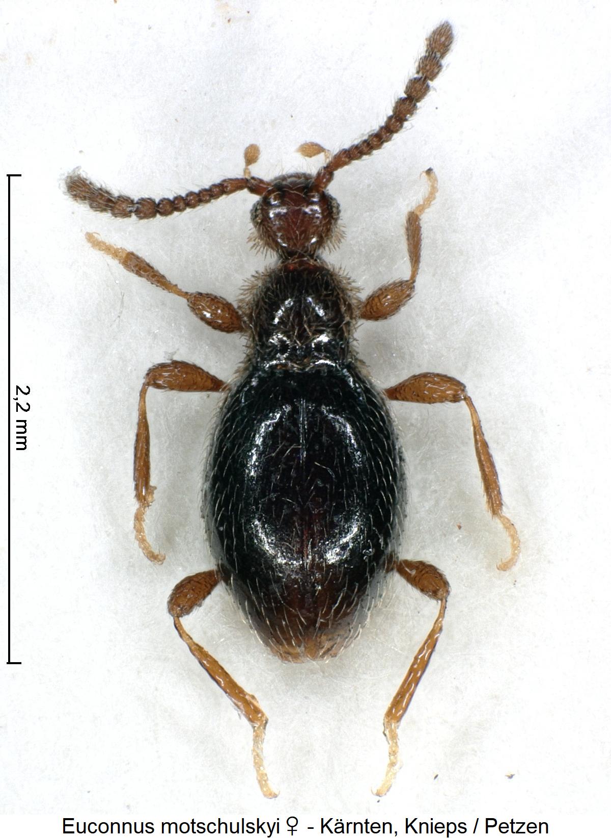 euconnus_motschulskyi_w_hab.jpg