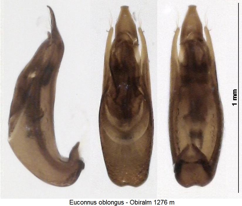 euconnus_oblongus.jpg