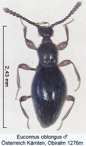 euconnus_oblongus_hab.jpg