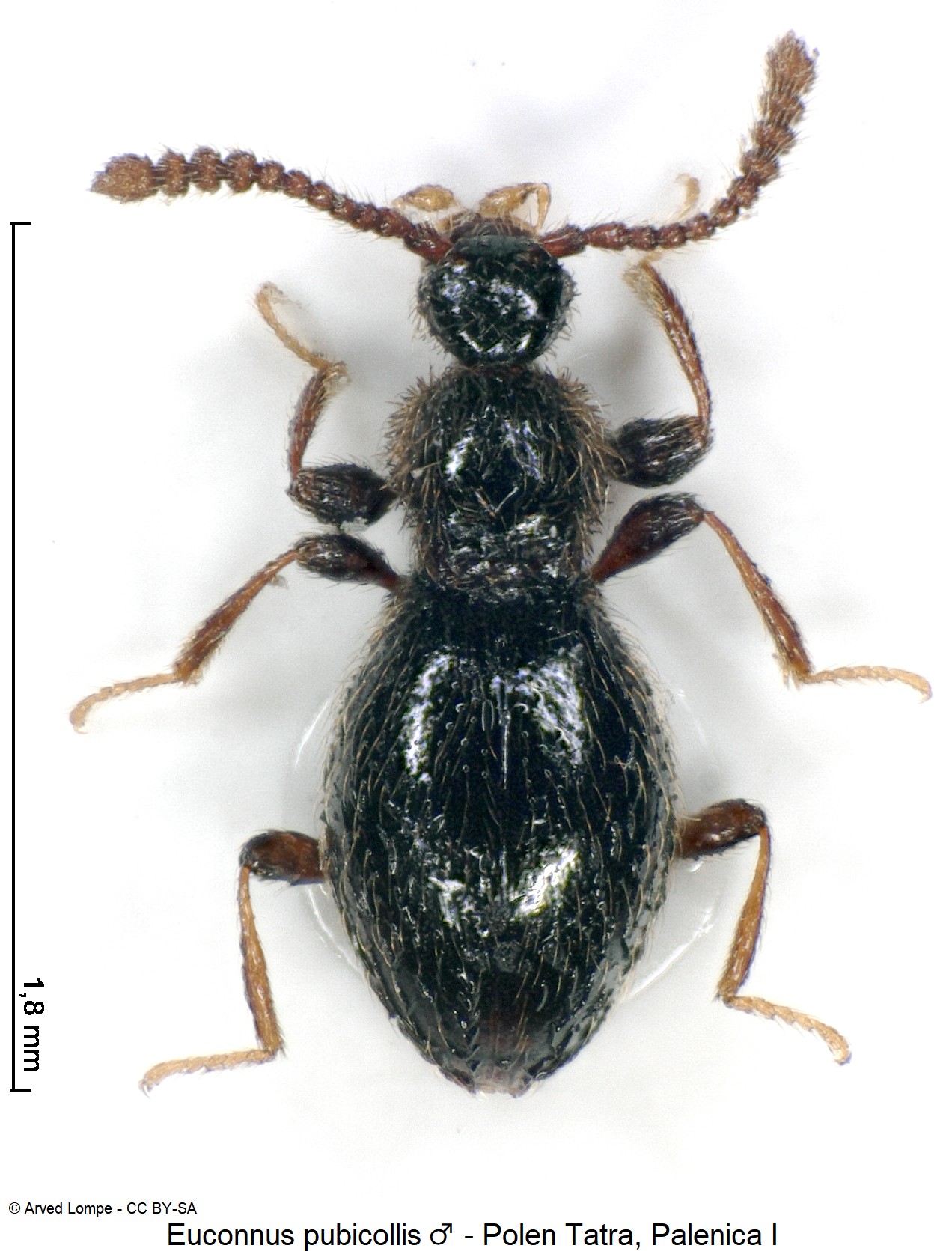 euconnus_pubicollis_m_ck34336417_hab.jpg