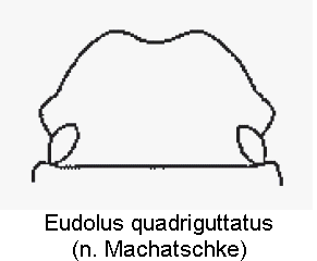 eudolus_quadriguttatus_k.gif