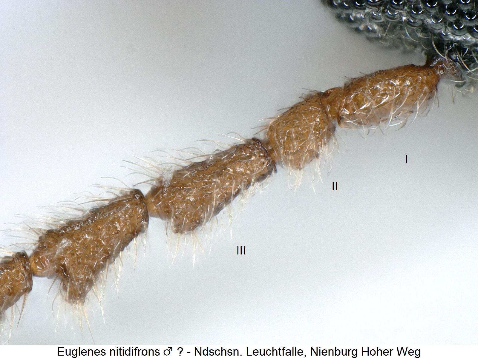 euglenes_nitidifrons_m_f.jpg