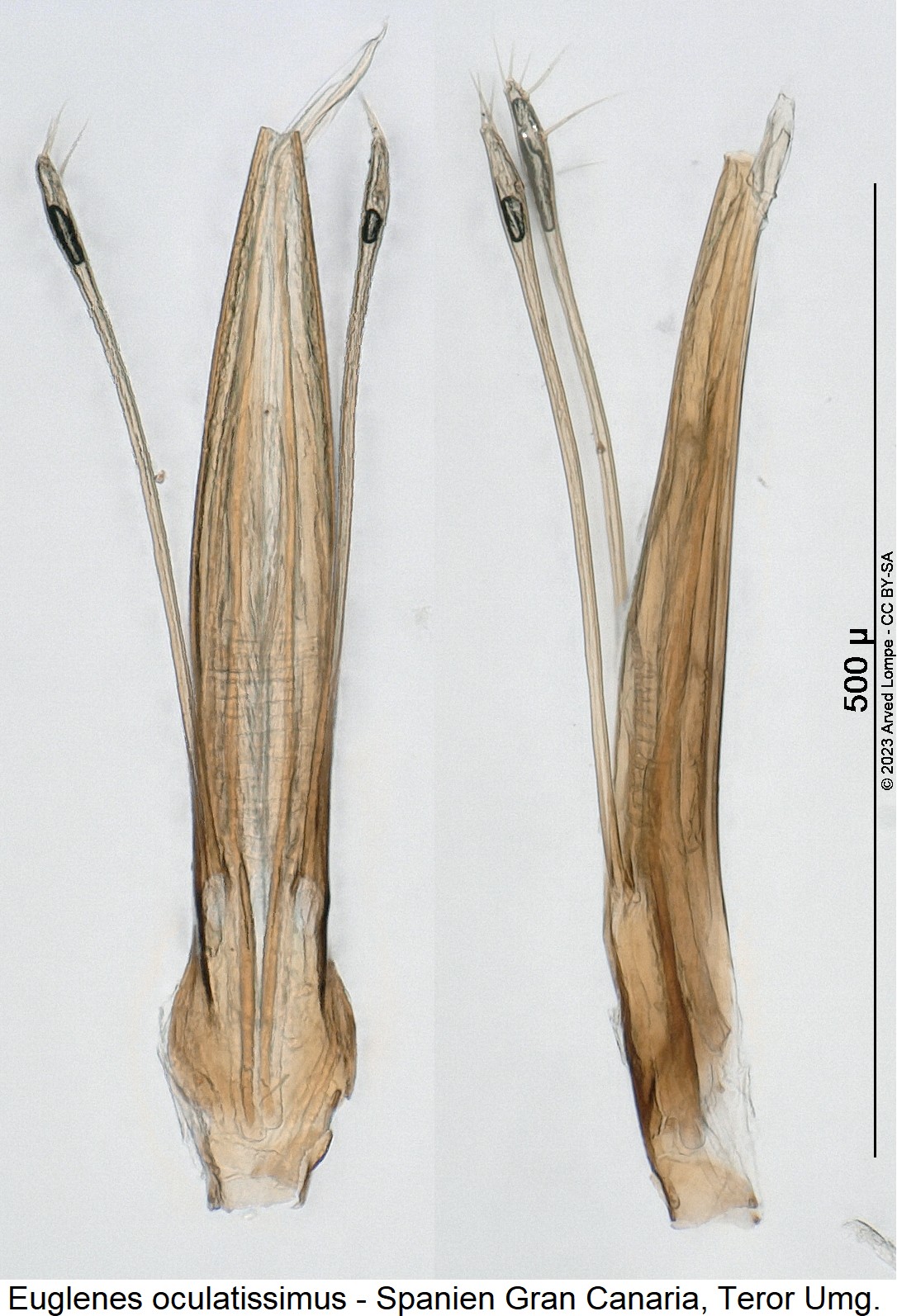 euglenes_oculatissimus.jpg