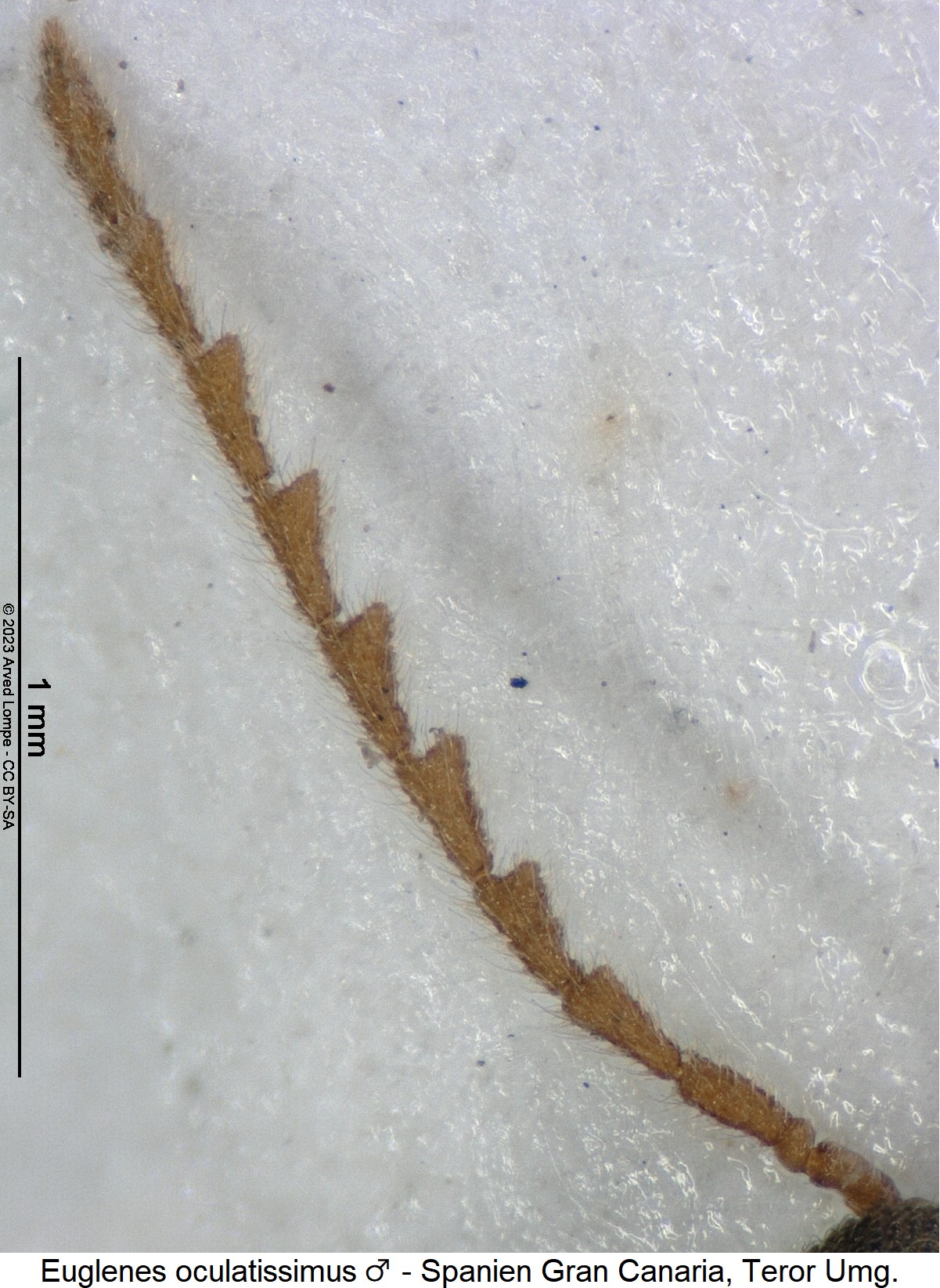 euglenes_oculatissimus_m_f.jpg