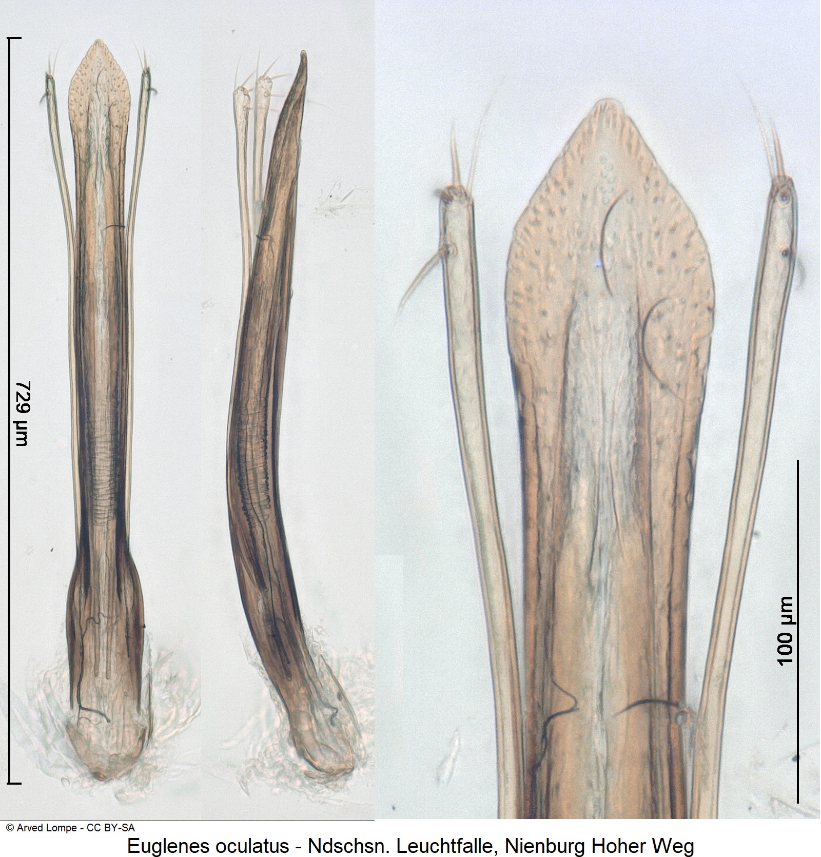 euglenes_oculatus_ck36246830.jpg
