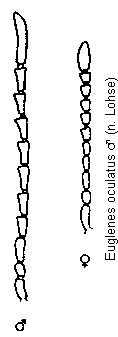 euglenes_oculatus_f.gif