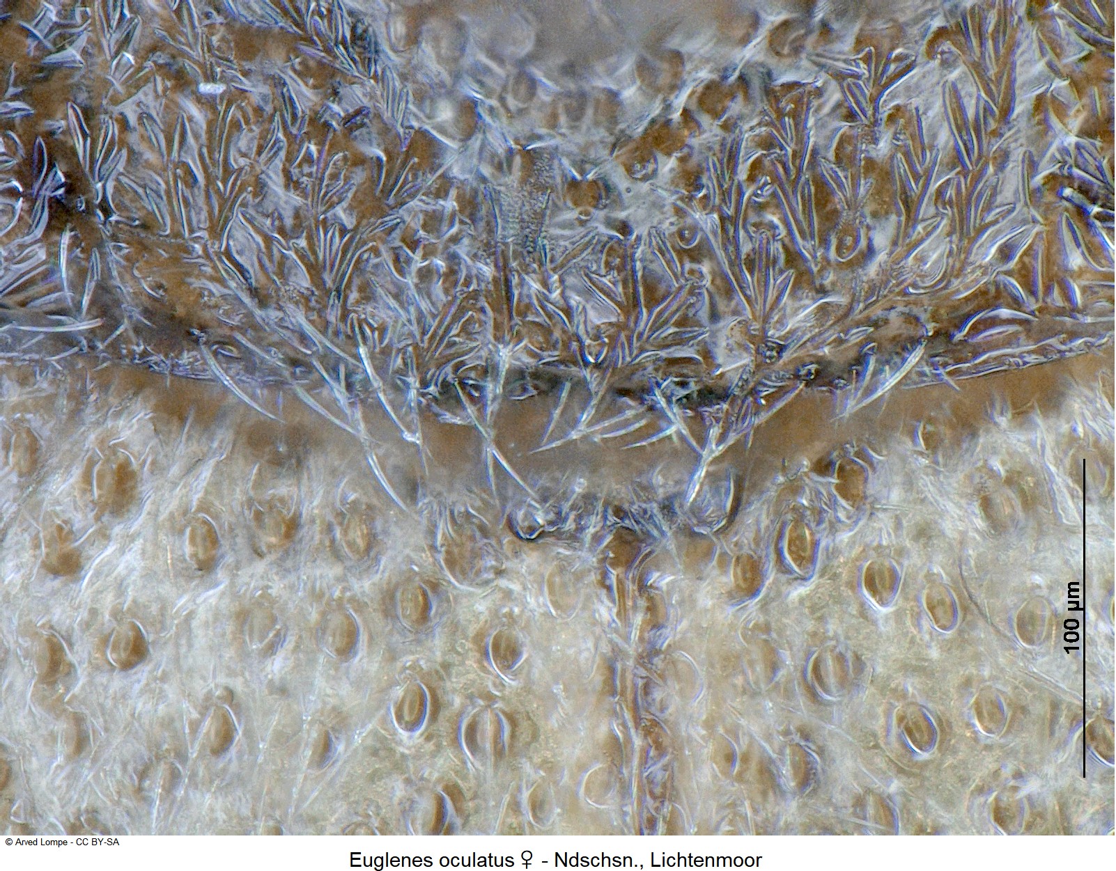 euglenes_oculatus_w_ck17088361_scut.jpg