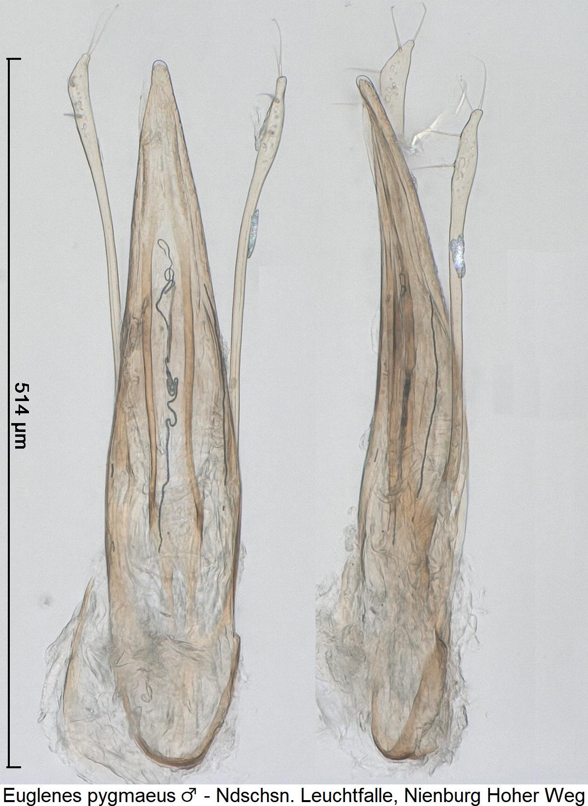 euglenes_pygmaeus2.jpg
