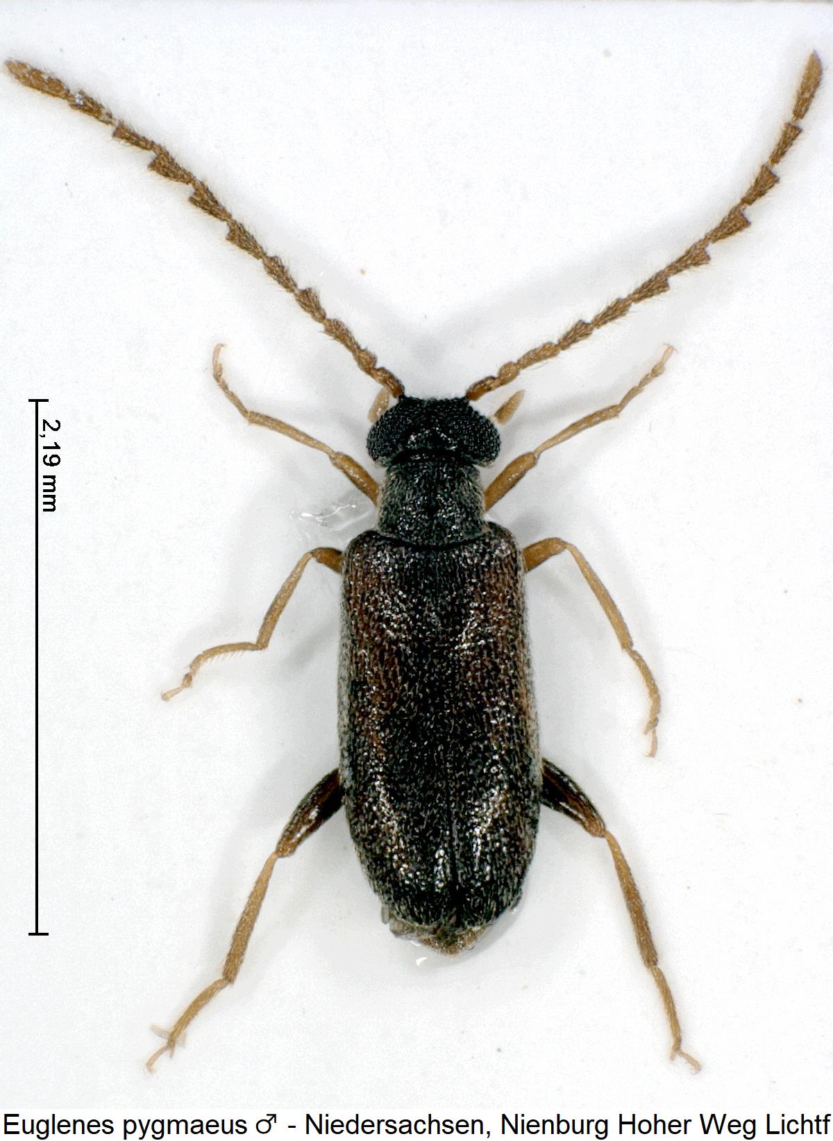 euglenes_pygmaeus_m_hab.jpg