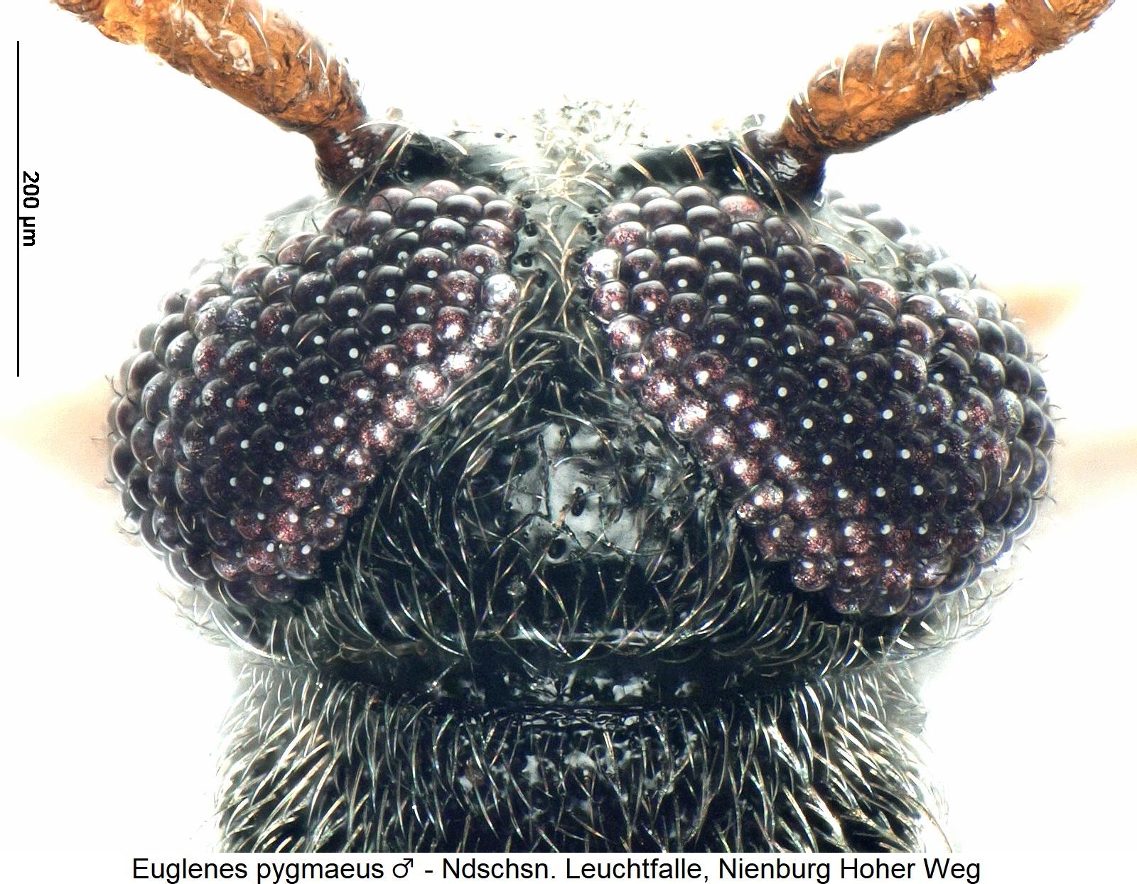 euglenes_pygmaeus_m_k1.jpg