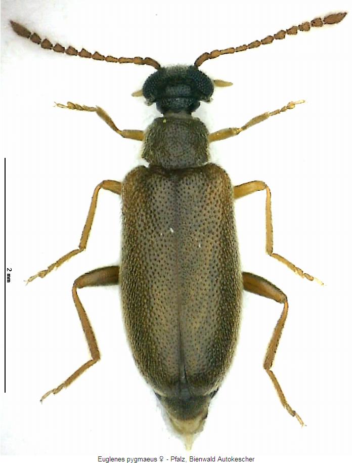 euglenes_pygmaeus_w_hab.jpg