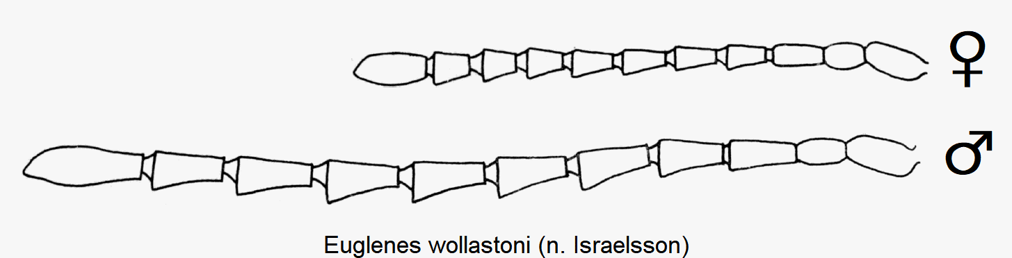 euglenes_wollastoni_f.gif