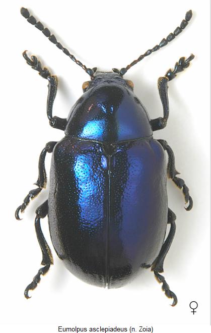 eumolpus_asclepiadeus_hab.jpg