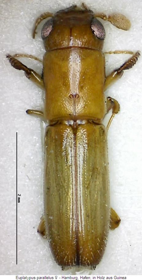 euplatypus_parallelus_w_hab.jpg