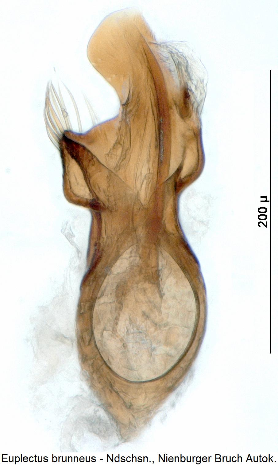 euplectus_brunneus1.jpg