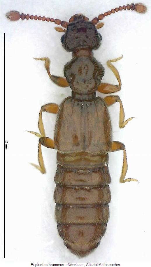 euplectus_brunneus_hab.jpg