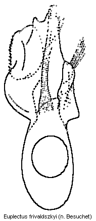 euplectus_frivaldszkyi.gif